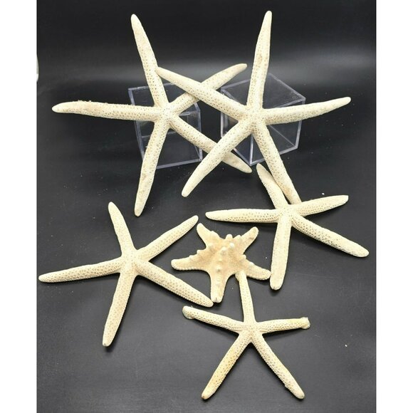 Natural White Starfish Collection For Crafts & Decor Large and Small DH1362 - Picture 1 of 8